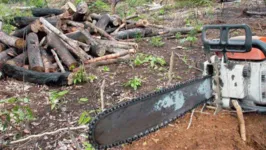 Imagem ilustrativa da notícia Desmatamento cresce na Amazônia pelo 14º mês seguido