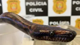 O animal foi encontrado em um imóvel que estava desocupado. 