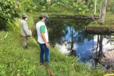 Pequenos produtores começaram a criar tambaqui em tanques escavados.