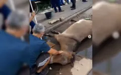 Burrinho é atropelado na BR-316