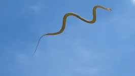 Imagem ilustrativa da notícia Cobras
voadoras intrigam cientistas. Veja o vídeo!