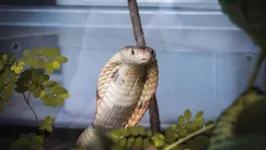 Cobra é conhecida como uma das mais temidas entre os répteis