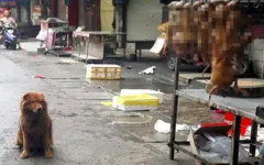 Imagem ilustrativa da notícia Feira de cães reabre as portas na China