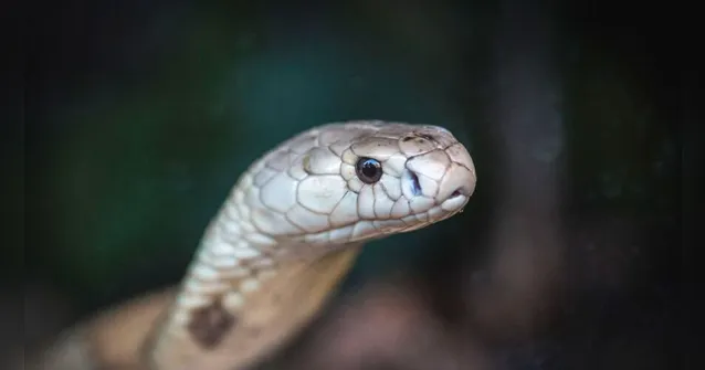 Imagem ilustrativa da notícia PF
faz operação contra tráfico internacional de animais no Amapá