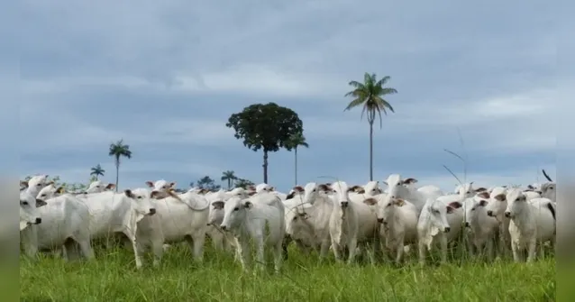 Imagem ilustrativa da notícia Estudo demonstra a importância da rastreabilidade da carne na redução dos desmatamentos na Amazônia