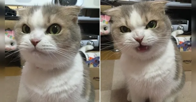 Imagem ilustrativa da notícia 5 sinais de que seu gato não aguenta mais conviver com você