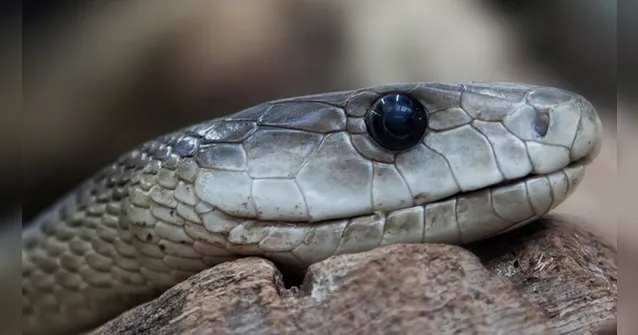Imagem ilustrativa da notícia Cobra venenosa tenta estrangular capturador; veja o vídeo