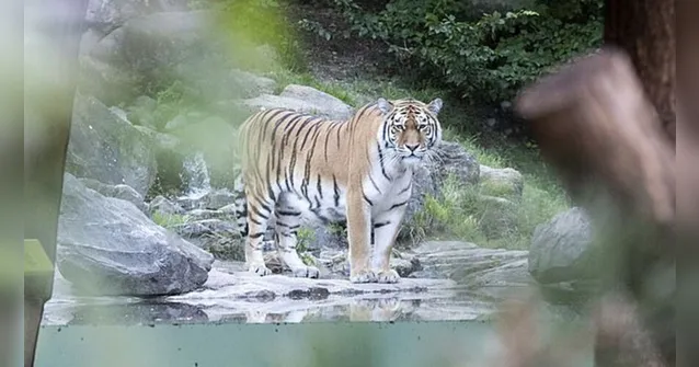Imagem ilustrativa da notícia Tigre mata mulher de 55 anos na frente de visitantes em zoológico