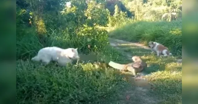 Imagem ilustrativa da notícia Dói só de ver: cachorro leva 'rabada' de lagarto gigante; veja o vídeo