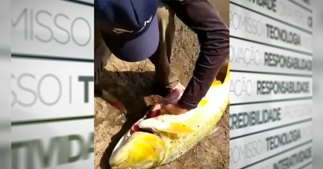 Imagem ilustrativa da notícia Pescadores retiram lata de cerveja de dentro de peixe e ainda bebem; assista