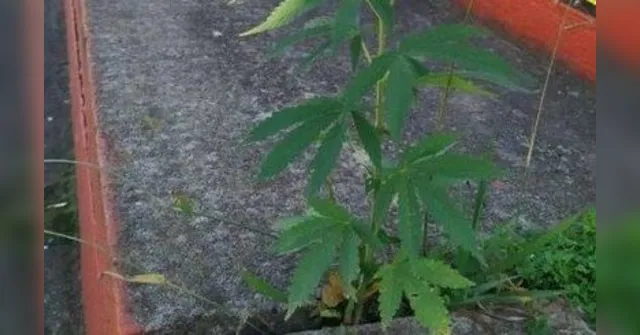 Imagem ilustrativa da notícia Sem jogos, pé de maconha cresce em estádio  de futebol