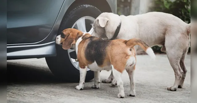 Imagem ilustrativa da notícia Você sabe os danos que o xixi de cachorro causa nos pneus do carro? 