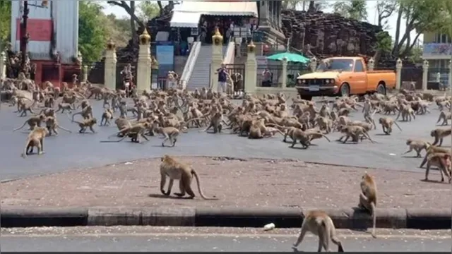 Imagem ilustrativa da notícia Macacos que provocaram 'guerra' em templo são castrados