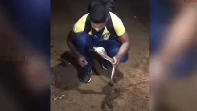 Imagem ilustrativa da notícia Encantador de serpentes morre após brincar com cobra venenosa; assista!