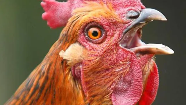 Imagem ilustrativa da notícia Mulher é encontrada 'ciscando e cacarejando' como galinha