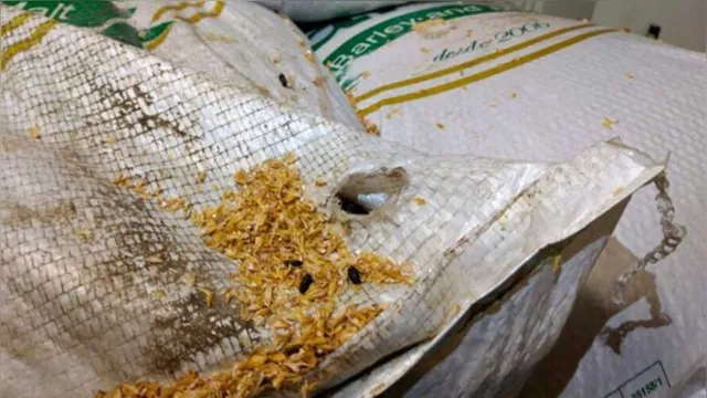 Imagem ilustrativa da notícia Fábrica de cerveja é notificada após encontrarem malte com fezes de rato 