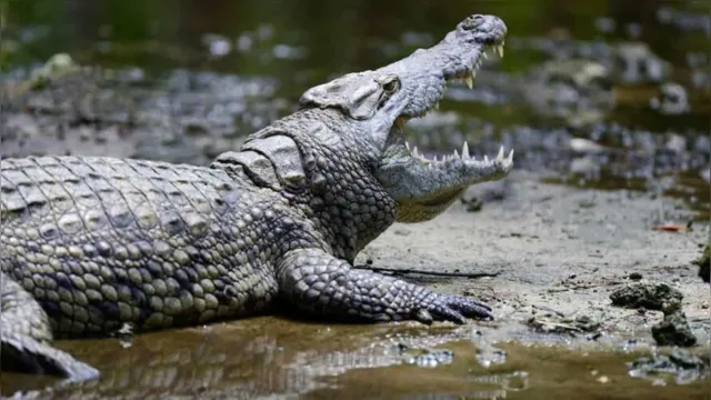 Imagem ilustrativa da notícia Adolescente morre após ser arrastado por crocodilo para dentro de rio