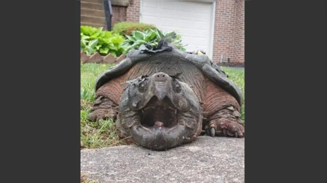 Imagem ilustrativa da notícia Tartaruga de 30 kg surge em quintal e assusta família