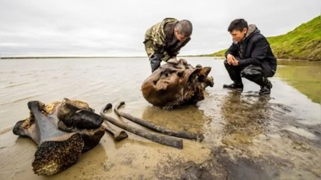 Imagem ilustrativa da notícia Esqueleto de mamute é encontrado na Rússia, veja!