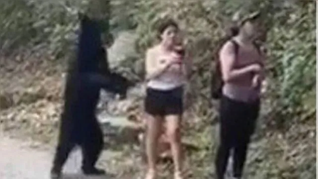 Imagem ilustrativa da notícia Urso surpreende mulheres que faziam caminhada em trilha. Assista ao vídeo!
