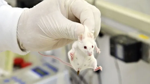 Imagem ilustrativa da notícia Ratos usados em pesquisas de covid-19 viram alvo de disputa mundial