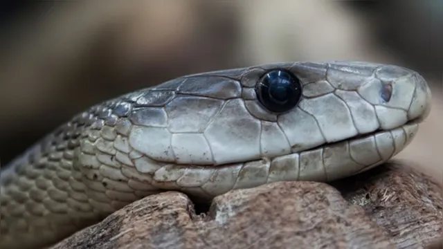 Imagem ilustrativa da notícia Cobra venenosa tenta estrangular capturador; veja o vídeo