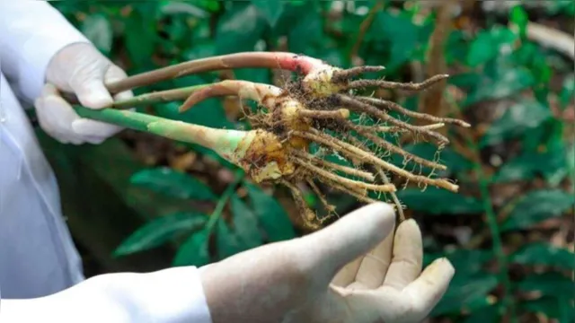 Imagem ilustrativa da notícia Cientistas usam plantas amazônicas em pesquisa contra a covid-19