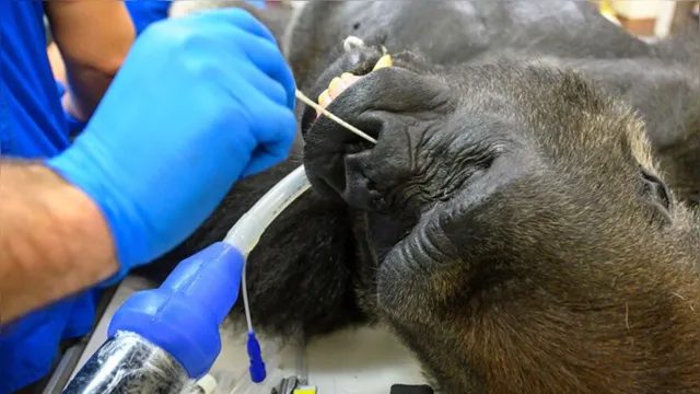 Imagem ilustrativa da notícia Gorila fazendo teste da Covid-19 viraliza nas redes sociais