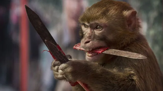 Imagem ilustrativa da notícia Macacos 'armados com facas' atacam turistas no Reino Unido