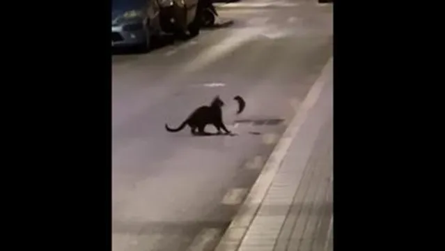 Imagem ilustrativa da notícia Gato apanha de rato "ninja" em rua deserta. Veja! 