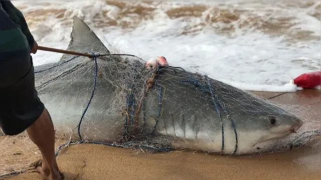 Imagem ilustrativa da notícia Vídeo: pescador captura tubarão de 120 kg sem querer na Bahia 