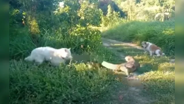 Imagem ilustrativa da notícia Dói só de ver: cachorro leva 'rabada' de lagarto gigante; veja o vídeo