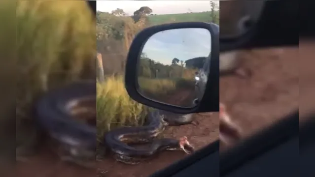 Imagem ilustrativa da notícia Imagens fortes! Cobra de sete metros ataca família dentro de carro