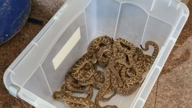 Imagem ilustrativa da notícia Polícia ambiental recolhe mais de 150 cobras encontradas em residência 