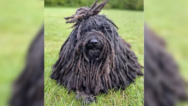 Imagem ilustrativa da notícia Cachorro com 'dreads' faz sucesso na web ao lembrar Bob Marley 