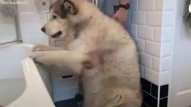 Imagem ilustrativa da notícia Família toda tenta convencer cão a tomar banho; veja o vídeo