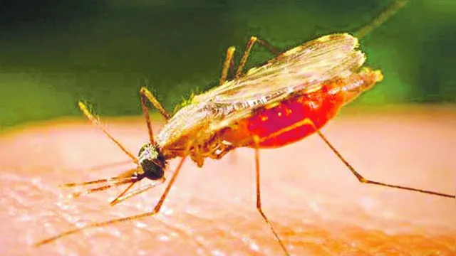 Imagem ilustrativa da notícia Casos de malária caem 45% no Estado