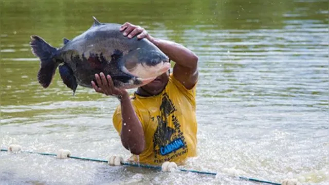 Imagem ilustrativa da notícia Tambaqui é o terceiro peixe mais exportado do Brasil