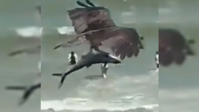 Imagem ilustrativa da notícia Vídeo mostra grande águia capturando tubarão. Assista!