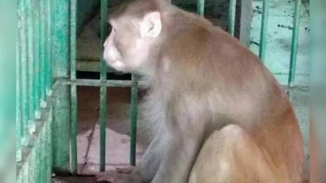 Imagem ilustrativa da notícia Macaco alcoólatra é condenado à 'prisão perpétua' após matar uma pessoa