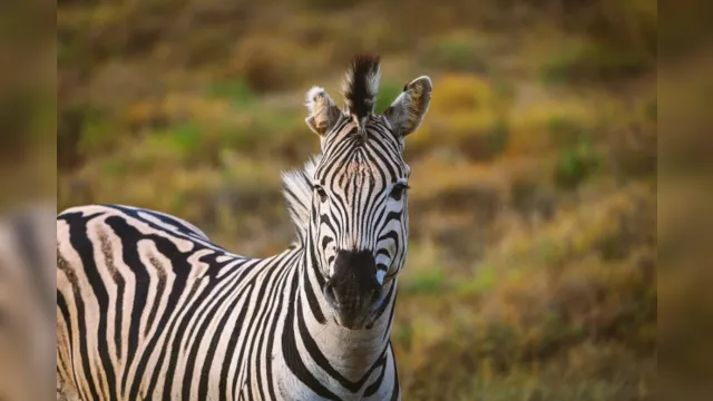Imagem ilustrativa da notícia A zebra é preta com listras brancas ou branca com listras pretas?