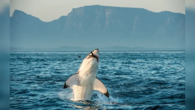 Imagem ilustrativa da notícia Tubarão devora outro em praia da Flórida; veja o vídeo
