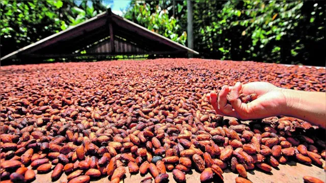 Imagem ilustrativa da notícia Dia do Chocolate: Pará é o principal produtor de cacau do Brasil