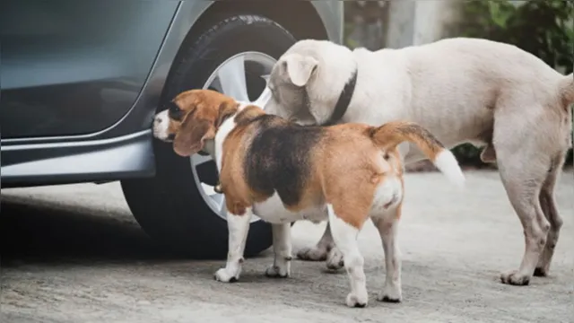 Imagem ilustrativa da notícia Você sabe os danos que o xixi de cachorro causa nos pneus do carro? 