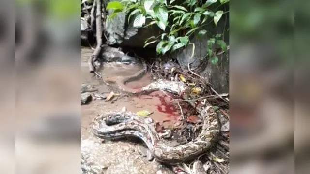 Imagem ilustrativa da notícia Imagens fortes! Jovem é estrangulado até a morte por cobra de 7 metros