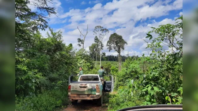 Imagem ilustrativa da notícia Cinco homens são flagrados desmatando floresta no Pará
