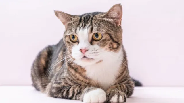 Imagem ilustrativa da notícia Reino Unido registra 1° caso de gato que pegou Covid-19 dos donos