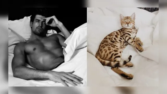 Imagem ilustrativa da notícia Mulheres não se interessam por homens fãs de gatos, aponta estudo
