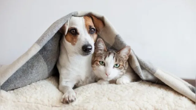 Imagem ilustrativa da notícia Quem são mais inteligentes? Cães ou gatos?