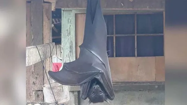 Imagem ilustrativa da notícia Foto de morcego gigante que parece uma pessoa adulta NÃO é fake; veja as fotos